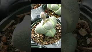 Amazing Succulent! Split Rock #shorts #succulent #succulents #garden #gardening