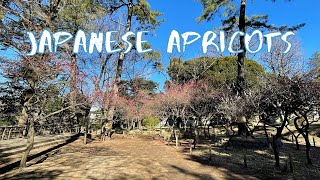 [Vlog] Horai Park with Japanese Apricots | Tokyo Sightseeing, Japan