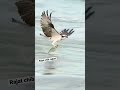 Bald eagle attack#eagle#youtubeshorts#reels#shortsvideo#usa#shortsvideo