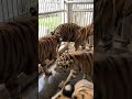 Bathing All My Tigers 🐯💦 | A Full Tiger Spa Day