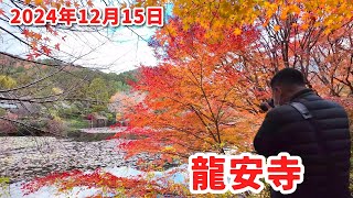 【京都紅葉なごり🍂】2024年12月15日 「紅葉散りゆく龍安寺」外国人観光客も訪れる人気スポット🧡  kyoto japan