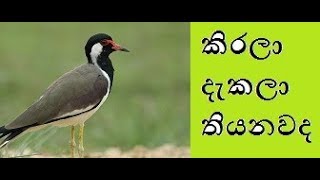 Kirala Bird | කිරලා දැකලා තියනවද | Aruna Namal