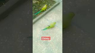 chintu 🦜 #parrot #birds #viral #funny #youtube #cute #india #trending #trendingshorts #trend #india