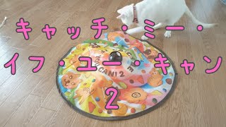 キャッチミーイフユーキャン2で遊びまくる猫