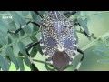 แมงแคงจุดเหลือง yellow spotted stink bug