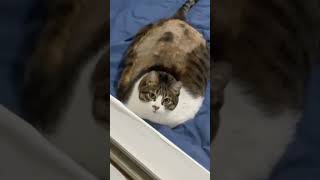 Funny cat #cqt #cat #funny #entertainment #catlover #pets #humor #funnyshorts#comedy #entertainment