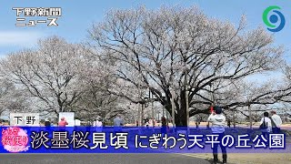 淡墨桜見頃 にぎわう天平の丘公園 下野