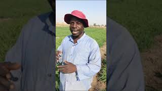 A testimony from Malam Ali, an FMAN farmer from kachako community