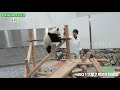 結浜のご挨拶🐼 可愛すぎる♥ お掃除中の飼育員さんと遊ぶ♪ 4kupconvert アドベンチャーワールド4k🐼