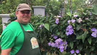 Passo a passo para saber plantar tumbérgia azul manto de rei