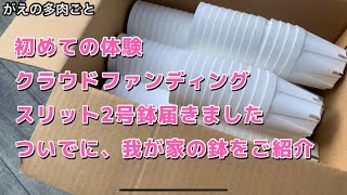 初めての体験クラウドファンディング(スリット鉢2号届きました)ついでに、我が家の鉢をご紹介