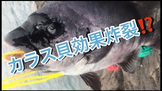 【石鯛釣り】　ニュー鷲サンに大魚震⁉️ 乗っ込み突入か！