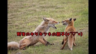 宗谷岬公園にいた野生のキタキツネの親子(ﾟ∀ﾟ)