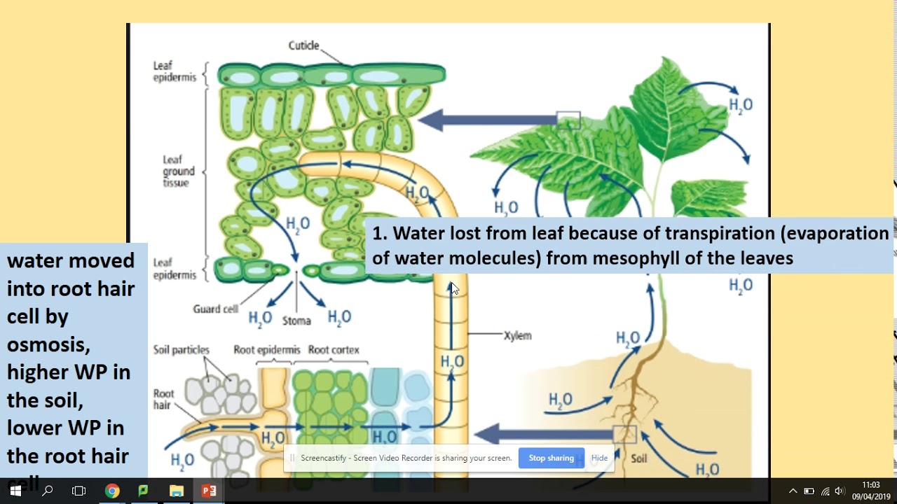 Why And How Does Water Enter Continuously Into The Root Xylem Of Plants ...