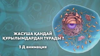 ЖАСУША | Жасуша құрлысы 3Д анимация