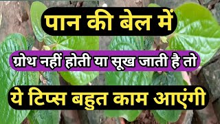 Betal leaf plant/पान की बेल/अच्छी ग्रोथ और सूखने से बचाने के लिए ये टिप्स अपनाएं