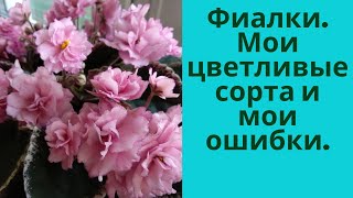 Фиалки. Учитесь на моих ошибках. Мои цветливые сорта.