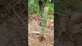 解壓！沈浸式砍竹子Decompression! Immersive bamboo cutting #satisfying #白噪音 #whitenoise #田園生活 #田園 #rurallife