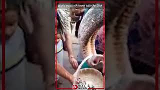 శ్రీరంగం ఆలయంలో గజరాజు పుట్టినరోజు వేడుక|Andal Elephant 45th Birthday Celebrated in Srirangam Temple