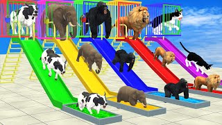 Don’t Fall into the Wrong Pool with LONG SLIDE Elephant Cow Lion Gorilla Cat Wild Animals Cage Game