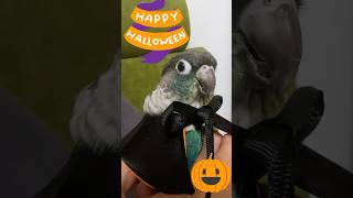 【ウロコインコ】ハロウィンマントをまとった、かわいすぎるウロコインコ武蔵🎃👻 #halloween #pyrrhura #parrot #birds #shorts #happyhalloween