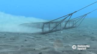 How Seafood is Caught: Dredging