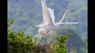 중대백로, Eastern great egret, 사다새목 / 백로과 / 왜가리속