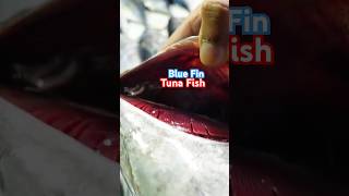 Blue Fin Funa Fish #bbq #tunafishbbq #seafood #tunafish