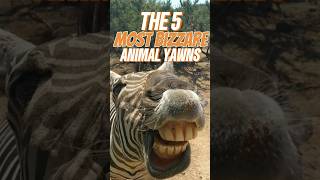 THE 5 MOST BIZZARE ANIMAL YAWNS