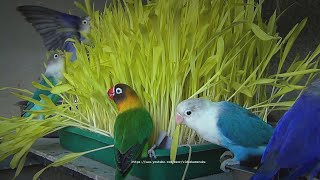 Lovebirds and Corn Grass: Fischers and Personata