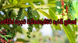 ගම්මිරිස් ඵලදාව වැඩි කරගැනීමට පැරණි ක්‍රමයක් (Old way to increase the yield of pepper)