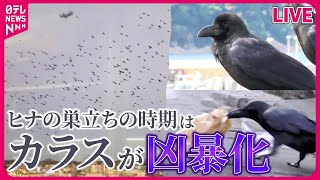 【カラスとの闘いまとめ】カラスの襲撃相次ぐ / 停電の原因、カラスの巣　AI技術で検知して撤去 / カラスがまさかの鳴き声　など （日テレニュース LIVE）