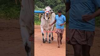 RR Bulls సామ్రాట్ గిత్త