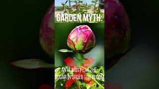 IPM Shorts: Garden MYTH: Peonies and Ants!