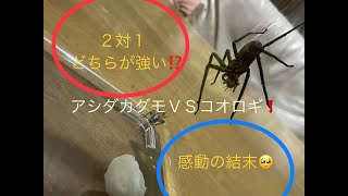 【閲覧注意】姫ちゃん（アシダカグモ）対コオロギ2匹のガチンコ勝負、2対1、どちらが強い⁉️