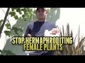 Switch By Optic Foliar | Like Dutch Master Reverse | Stop Hermaphroditing Female Plants Foliar Spray