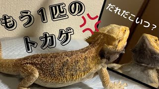 自分にガチギレするフトアゴヒゲトカゲ。