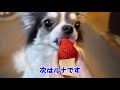 イチゴを丸かじりするチワワとイタリアングレーハウンド（イタグレ）～biting a round strawberry～【enchanted fruit】