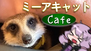 【日帰り旅行祭2024】ミーアキャットカフェで掘り掘りされよう！【VOICEROID旅行】