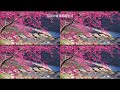 享受美麗的櫻花｜美景 音樂：hopeful freedom｜純賞櫻｜cherry blossom in new taipei city