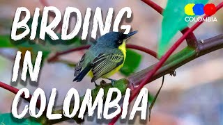 Birding in Colombia | Why It's the Top Bird Country