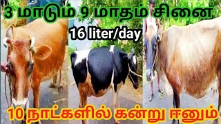 தரமான மூன்று வகை மாடுகள் விற்பனை|ஜெர்சி, சிந்து, HF