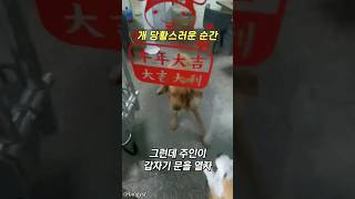 개 당황스러운 순간