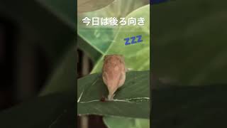 葉っぱでお眠り #アベニーパファー