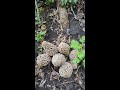 Yellow morels under large dead elm in town!