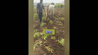 कसा आहे बटाटा 😉😉😉 कमेंट करा #kisan#aalu#potato#farming#village#shortbeta#shortsfeed#reels#shorts