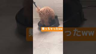 お掃除ロボが気になってとった行動が笑笑 #short  #shorts#dog