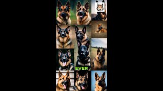 The 5 German Shepherd Breed Types!?! Simply Explained!