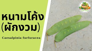 ประโยชน์ของหนามโค้ง หรือผักงวม | Caesalpinia Furfuracea | กินผักเป็นยา |