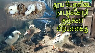 தூய பெருவிடை நாட்டுக்கோழி குஞ்சுகள் விற்பனைக்கு 👍